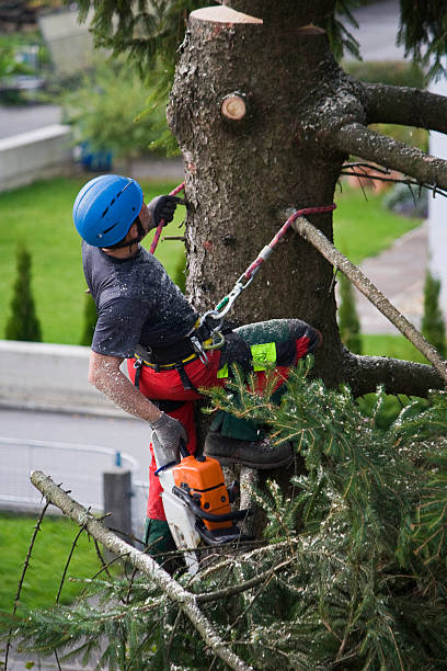  Coing, AL Tree Services Pros